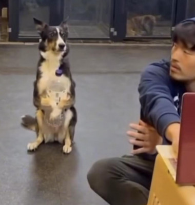 Momentul când un câine prinde o sticlă de apă precum un om/ Foto: Captură video TikTok