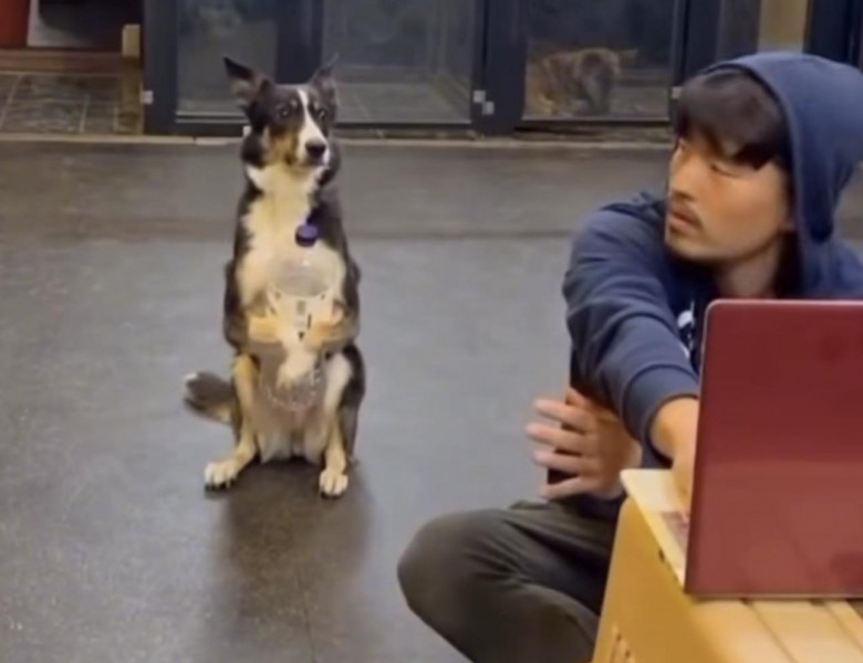 Momentul când un câine prinde o sticlă de apă precum un om/ Foto: Captură video TikTok