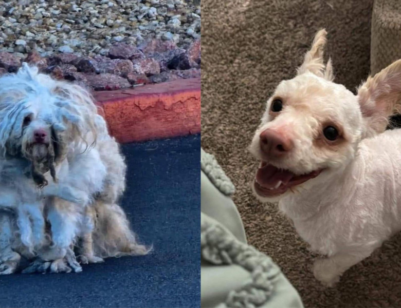 Transformarea uluitoare a unui câine după ce a fost spălat și tuns/ Foto: Facebookuluitoare a unui câine după ce a fost spălat și tuns