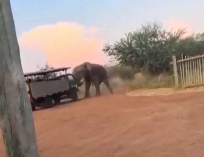 Momentul în care un elefant furios lovește un camion de safari plin de turiști/ Foto: Captură video TikTok