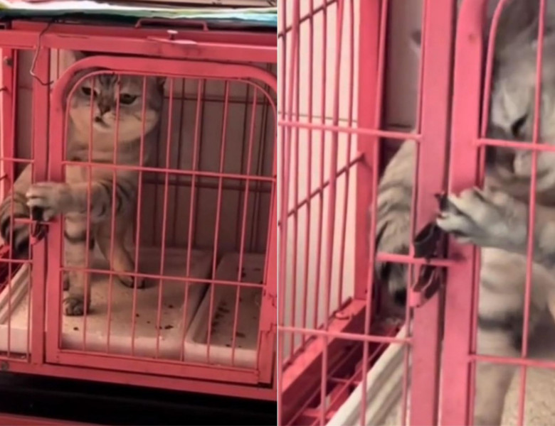 Momentul când o pisică reușește să evadeze dintr-o cușcă a devenit viral/ Foto: Captură video TikTok