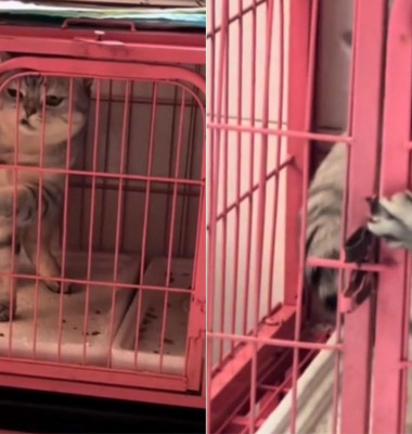 Momentul când o pisică reușește să evadeze dintr-o cușcă a devenit viral/ Foto: Captură video TikTok