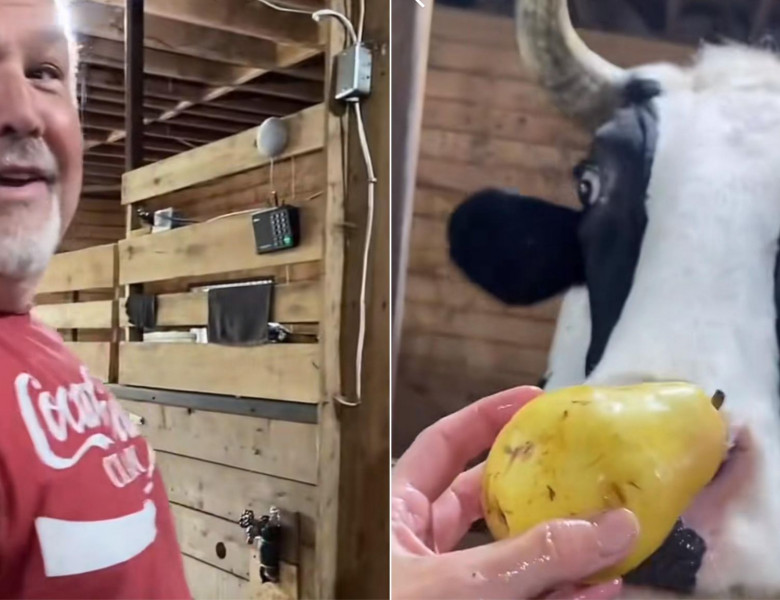 Momentul când o vacă refuză să fie hrănită de soția unui bărbat/ Foto: Captură video TikTok