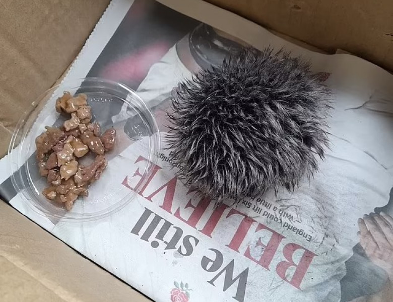 O femeie a crezut că a salvat un pui de arici, dar când a ajuns la veterinar a rămas șocată/ Foto: Captură video TikTok