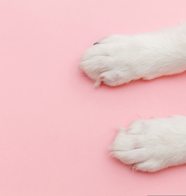 Puppy,Dog,White,Paws,Isolated,On,Pink,Pastel,Trendy,Background.