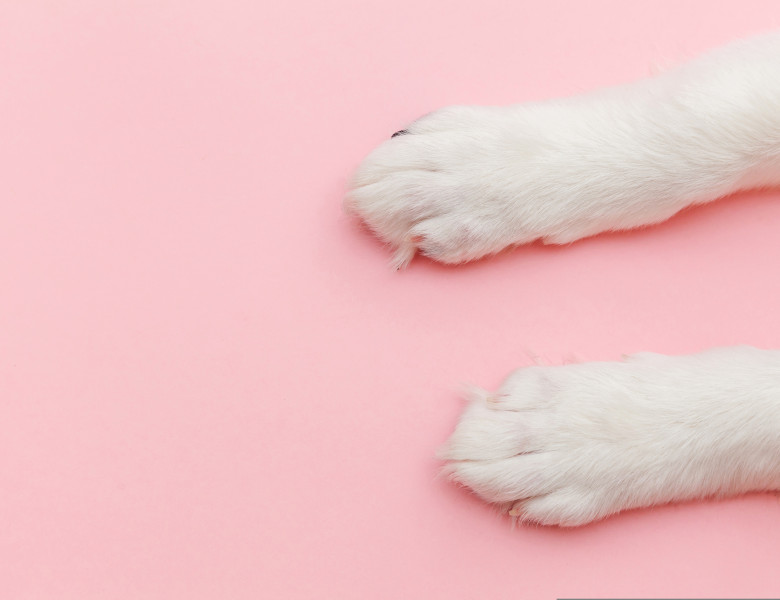 Puppy,Dog,White,Paws,Isolated,On,Pink,Pastel,Trendy,Background.