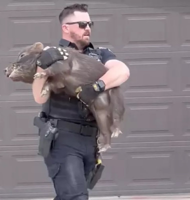 Momentul când un polițist din Utah prinde un porc care alerga prin oraș/ Captură video TikTok
