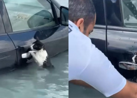 Momentul în care o pisică se agață de portiera unei mașini în timpul inundațiilor din Dubai/ Foto: Captură video Facebook