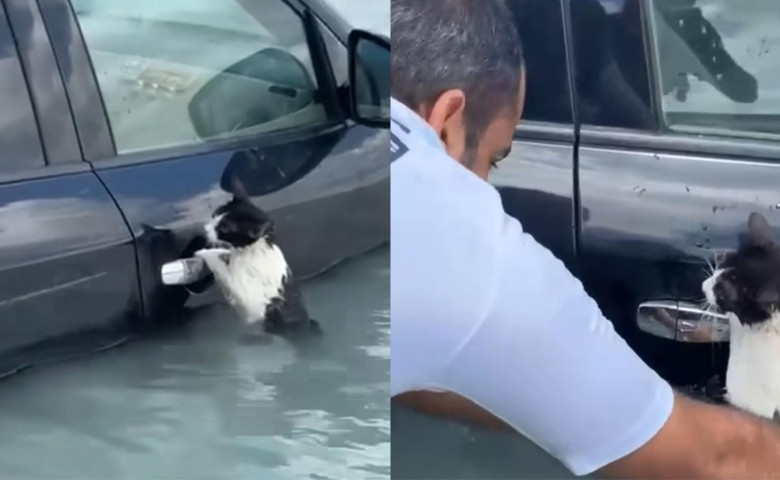 Momentul în care o pisică se agață de portiera unei mașini în timpul inundațiilor din Dubai/ Foto: Captură video Facebook