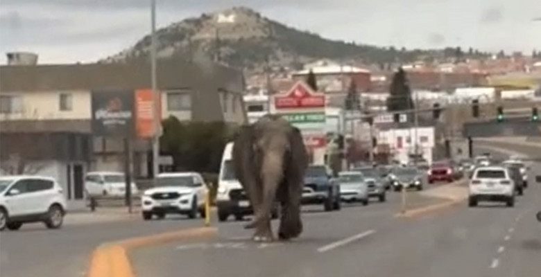 Un elefant a provocat haos pe străzile din Montana, după ce a evadat de la circ/ Foto: Captură video Yotube