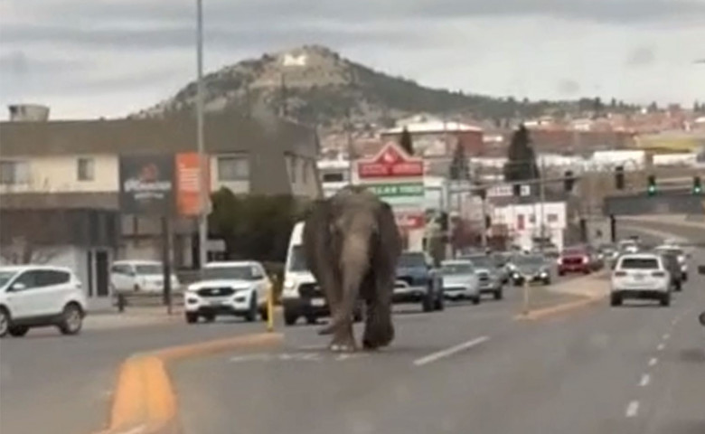 Un elefant a provocat haos pe străzile din Montana, după ce a evadat de la circ/ Foto: Captură video Yotube