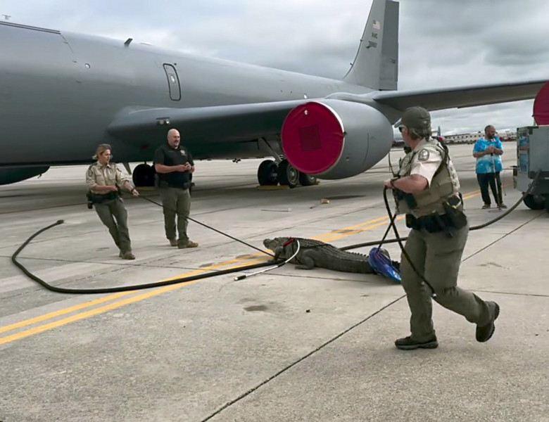 Momentul când un aligator este evacuat de pe baza Air Force din Florida/ Profimedia