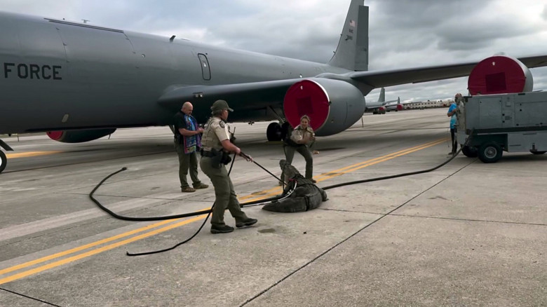 Momentul când un aligator este evacuat de pe baza Air Force din Florida/ Profimedia