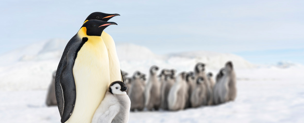 Two,Penguins,And,Their,Baby,,Penguin,Family,In,The,Antarctic,