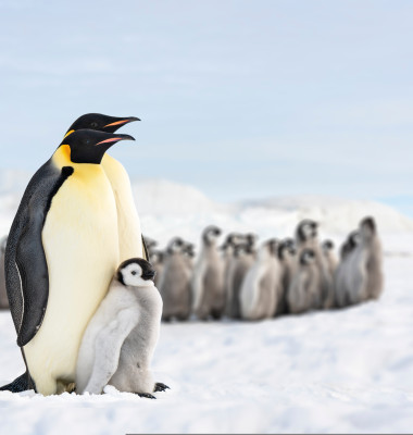 Two,Penguins,And,Their,Baby,,Penguin,Family,In,The,Antarctic,