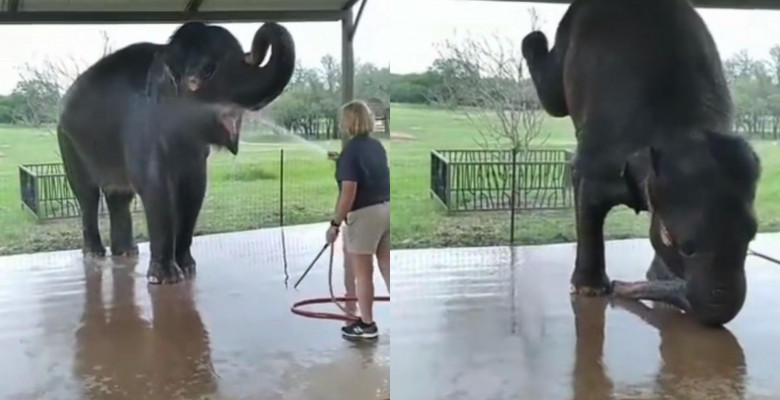 Reacția unui elefant când este spălat cu furtunul/ Foto: Captură video TikTok