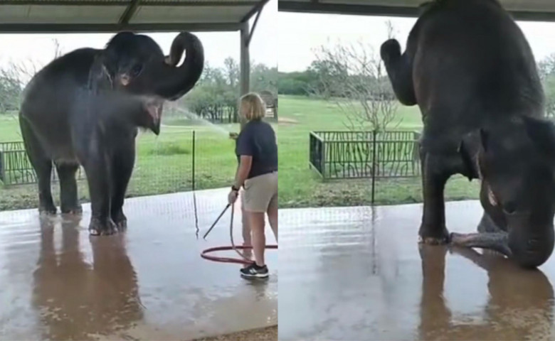 Reacția unui elefant când este spălat cu furtunul/ Foto: Captură video TikTok