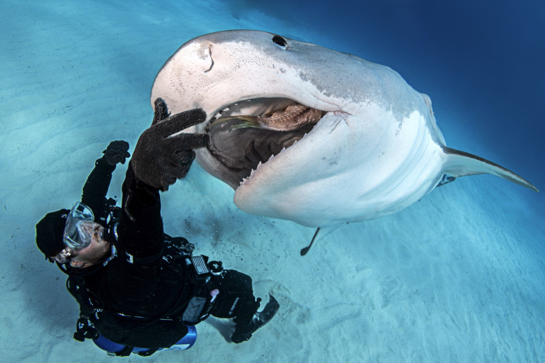 Imagini inedite cu doi scafandri care „dansează” cu rechinii/ Profimedia