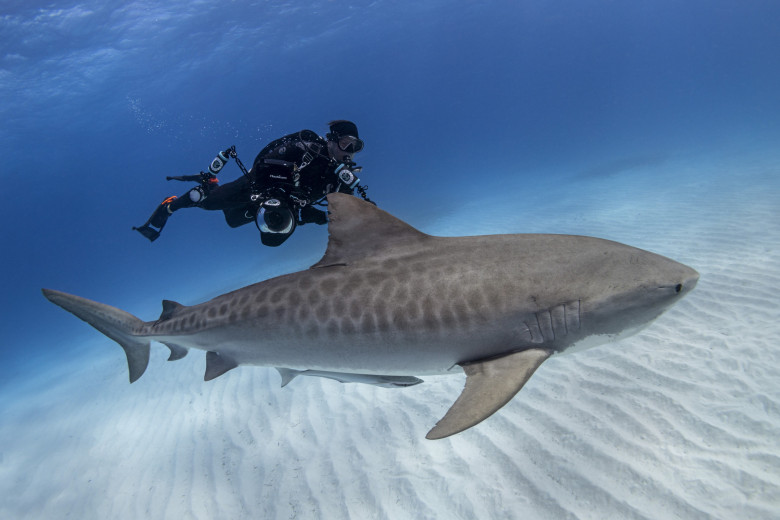 Imagini inedite cu doi scafandri care „dansează” cu rechinii/ Profimedia