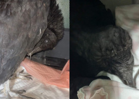 Doi vulturi au fost duși la un centru de reabilitare după ce au fost găsiți beți/ Foto: Facebook