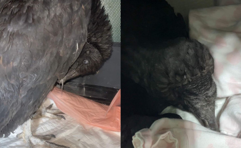 Doi vulturi au fost duși la un centru de reabilitare după ce au fost găsiți beți/ Foto: Facebook
