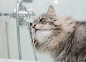 O pisică a reușit să inunde o casă întreagă din curiozitate/ Shutterstock