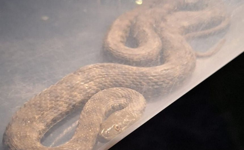 O familie a găsit un şarpe în dormitor/ Foto: News.ro.