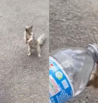 Momentul când o veveriță însetată se ține după un turist pentru a primit o gură de apă/ Foto: Captură video TikTok