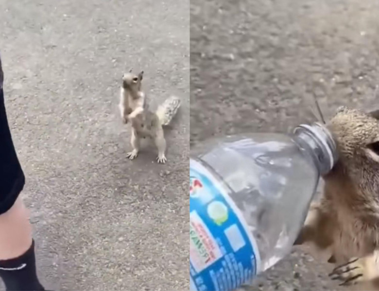 Momentul când o veveriță însetată se ține după un turist pentru a primit o gură de apă/ Foto: Captură video TikTok