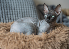 Pisică Sfinx/ Shutterstock