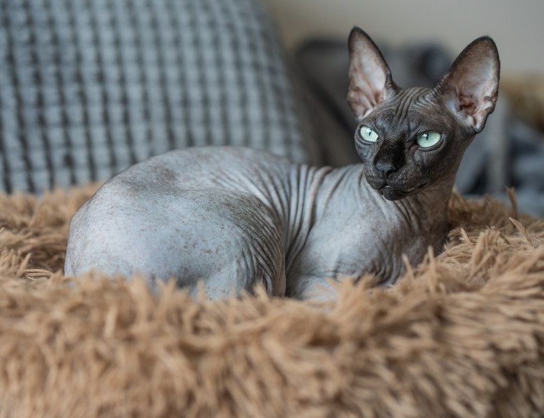 Pisică Sfinx/ Shutterstock