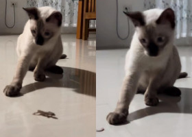 Reacția unei pisici când o șopârlă își desprinde coada pentru a scăpa din ghearele ei/ Foto: Captură video TikTok