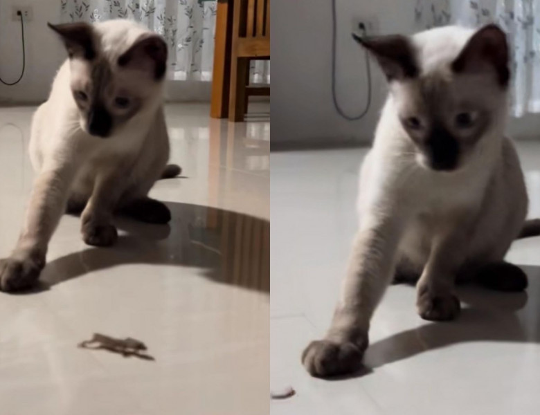 Reacția unei pisici când o șopârlă își desprinde coada pentru a scăpa din ghearele ei/ Foto: Captură video TikTok