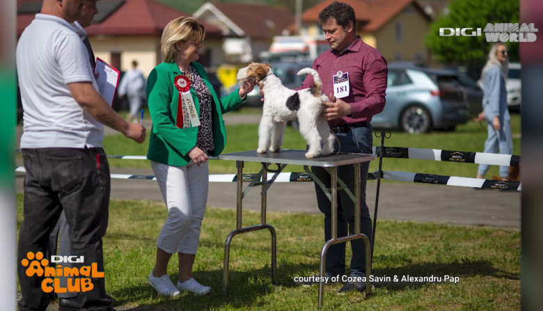 Fox Terrier 10