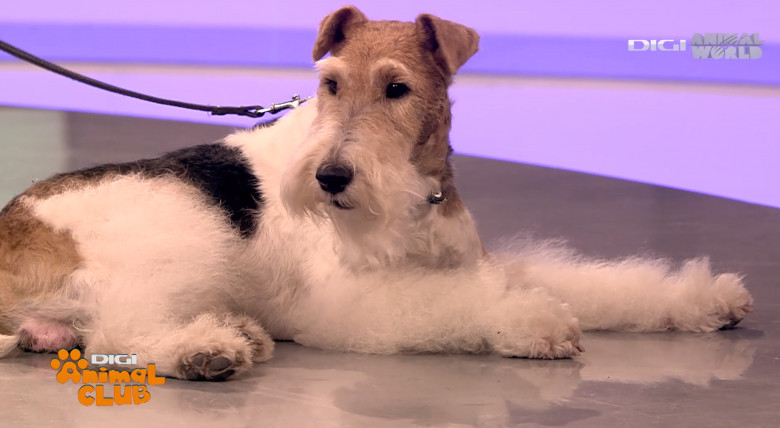 Fox Terrier 9