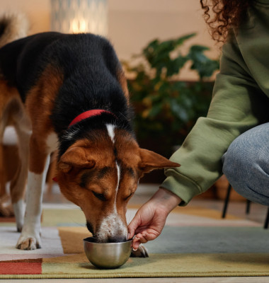 Cinci alimente comune care pot fi mortale pentru animalele de companie/ Shutterstock