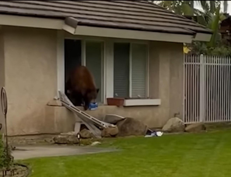 Un urs a fost poreclit Oreo, după ce a „jefuit” mai multe case în căutare de biscuiți/ Foto: Captură video Youtube