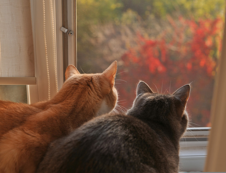 Motivul pentru care un bărbat l-a rugat pe vecinul său să nu-și mai lase pisicile să stea la fereastră/ Foto: Shutterstock