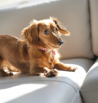 Un bărbat refuză să spună în public numele câinelui, după ce iubita sa l-a botezat/ Shutterstock