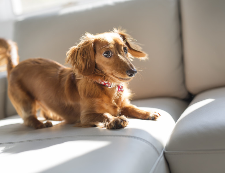 Un bărbat refuză să spună în public numele câinelui, după ce iubita sa l-a botezat/ Shutterstock