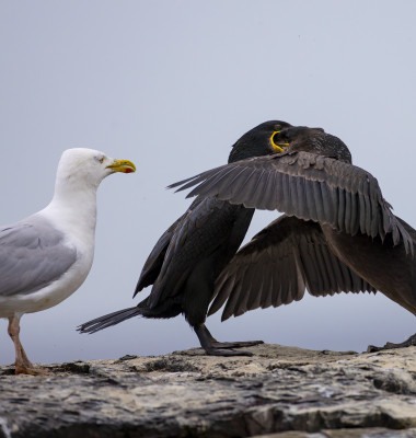 Doi cormorani, spectacol inedit pe o stâncă/ Profimedia