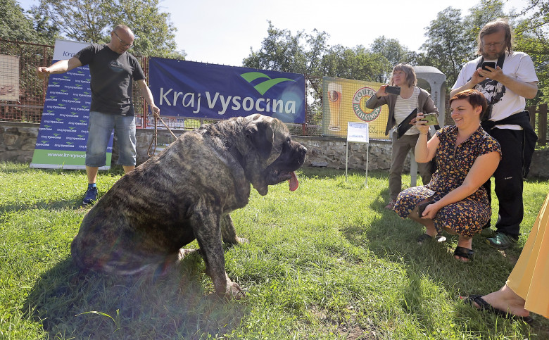 Uriáš, cel mai gras câine din Cehia/ Profimedia