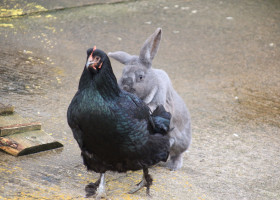 Imagini virale cu un iepure și o găină/ Profimedia