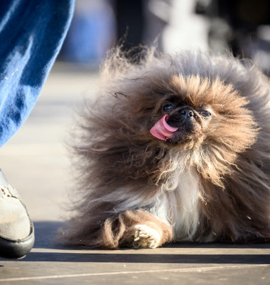 Cel mai urât câine din lume/ Foto: Profimedia