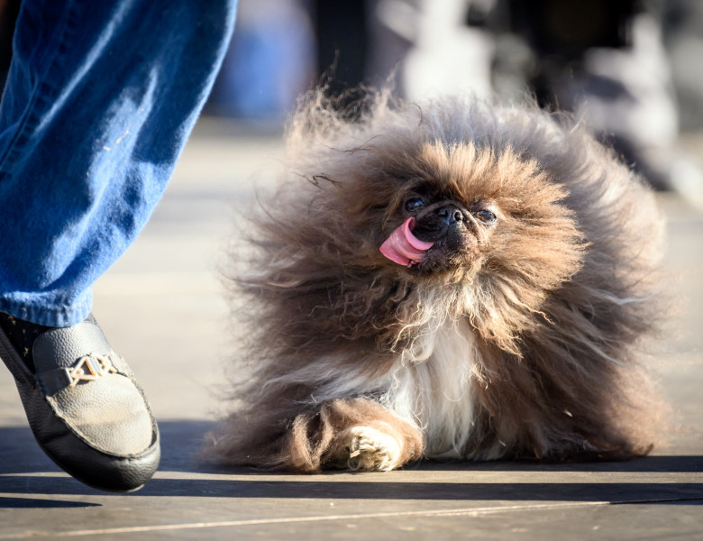 Cel mai urât câine din lume/ Foto: Profimedia