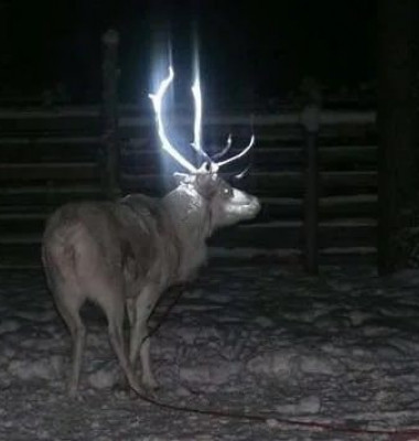 Motivul pentru care coarnele renilor din Finlanda strălucesc în întuneric/ Foto: Twitter