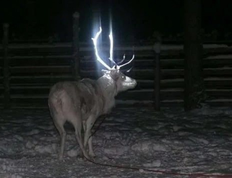 Motivul pentru care coarnele renilor din Finlanda strălucesc în întuneric/ Foto: Twitter