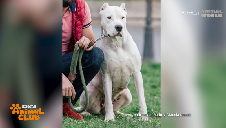 Dog Argentinian 7