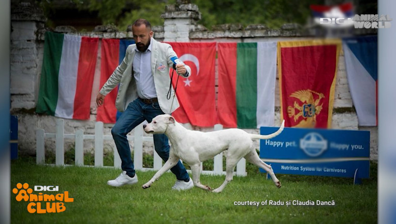 Dog Argentinian 4