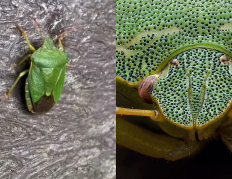 Cum arată cu adevărat ploșnița cerealelor sau gândacul puturos/ Foto: Captură video